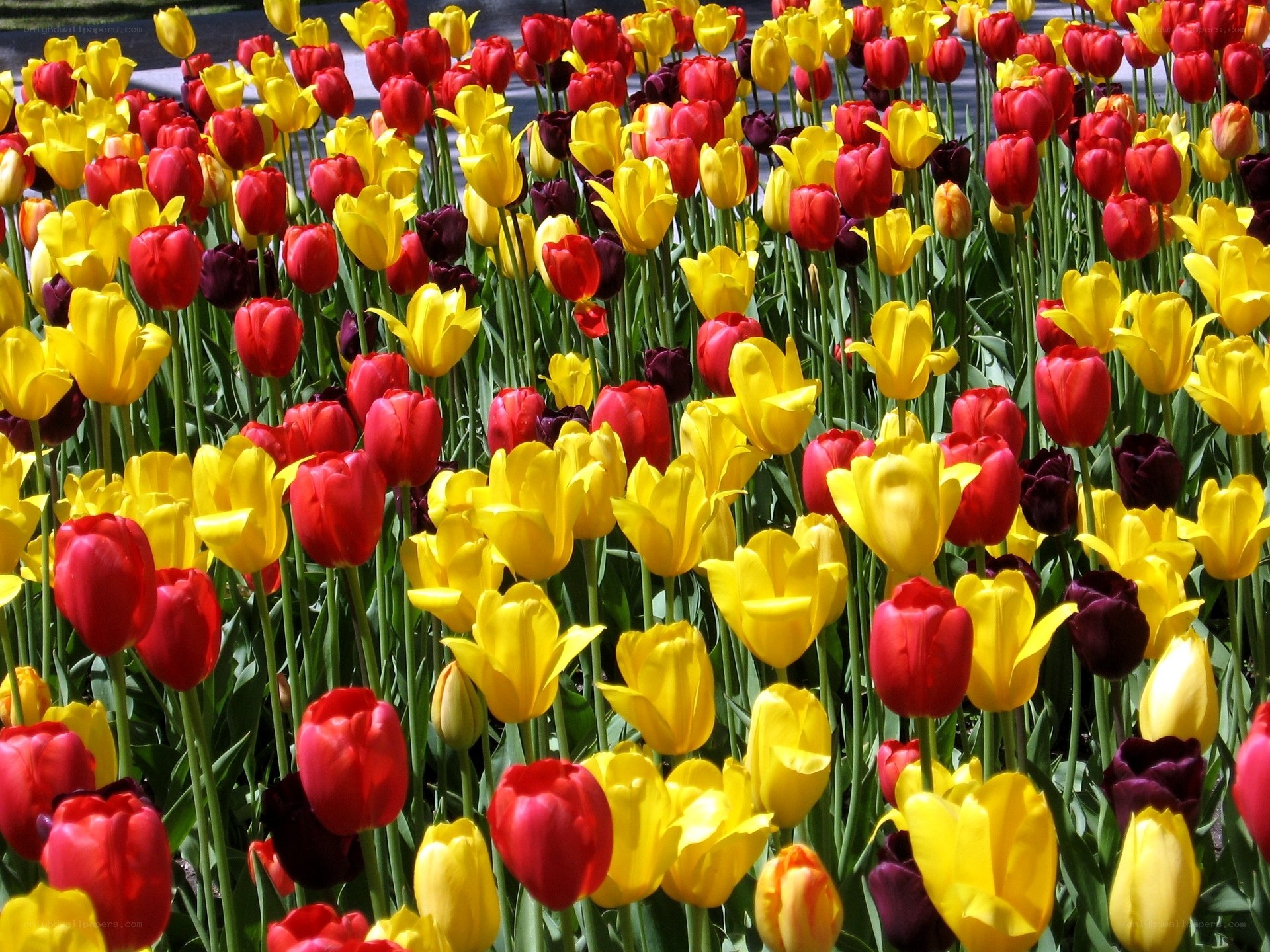 Colorful tulip flower field