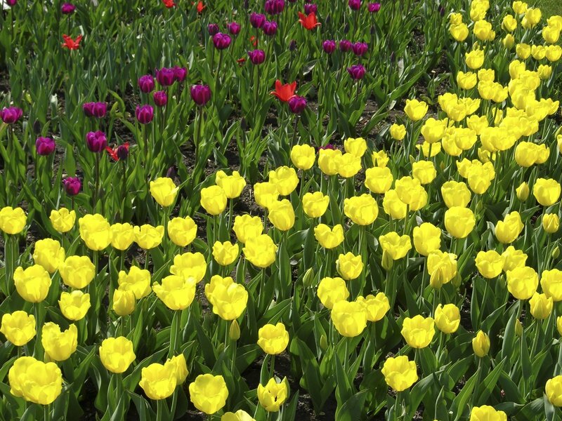 Colorful tulip flower field