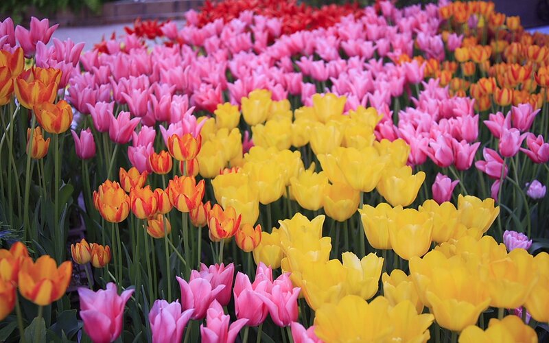 Colorful tulip flower field