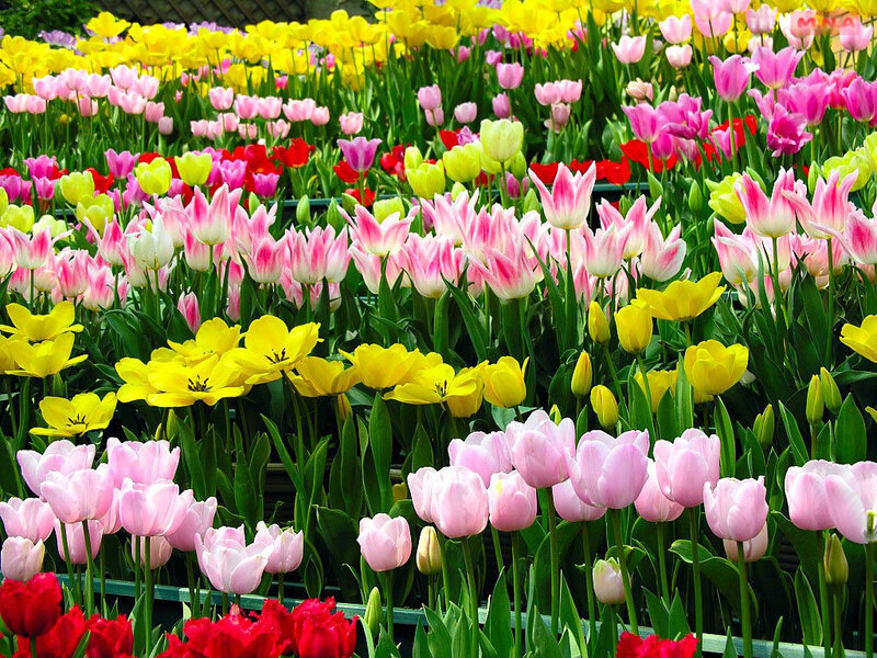 Colorful tulip flower field