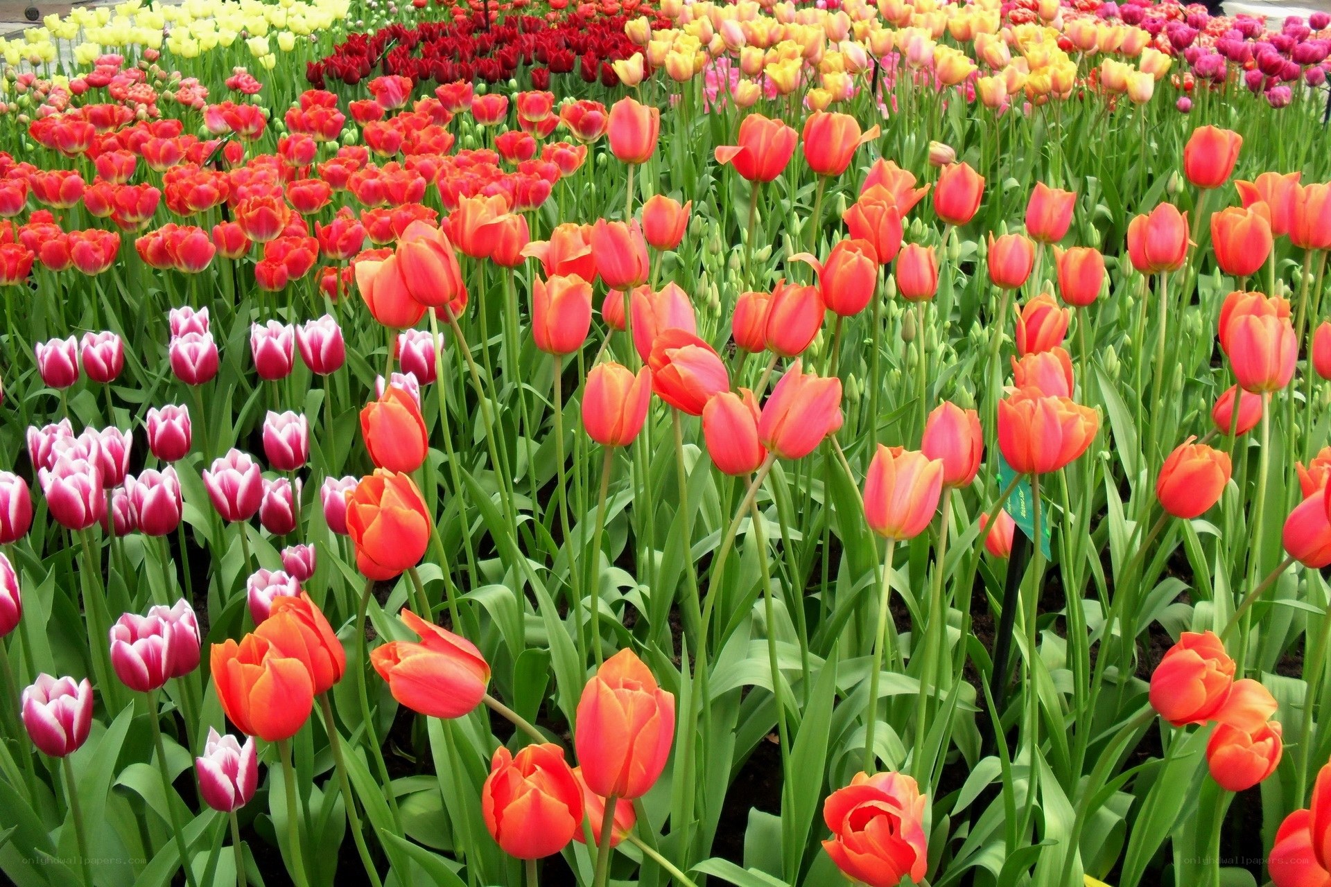 Colorful tulip flower field