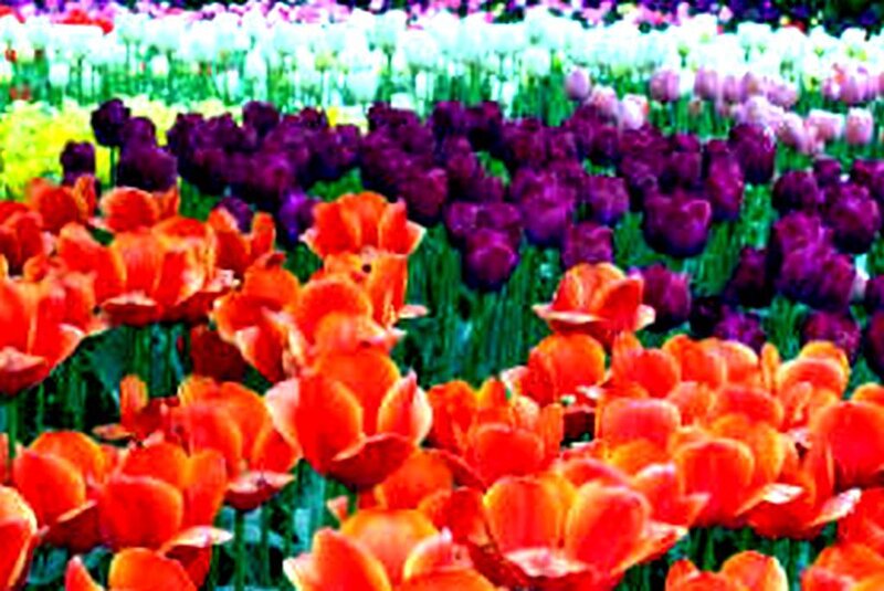 Colorful tulip flower fields