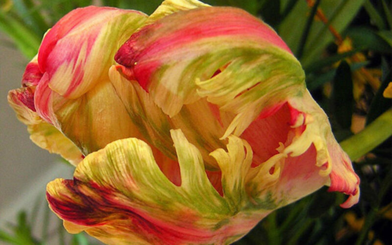 Colorful Tulip Flower — Red