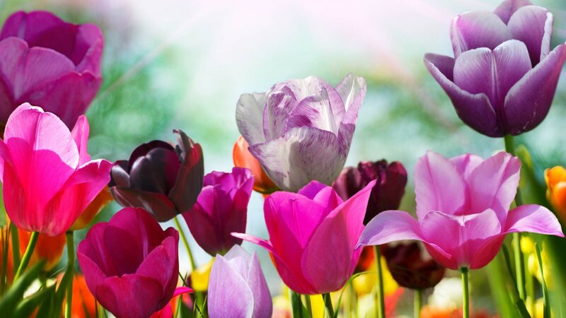 Colorful Tulip Flowers — Pink, Bright