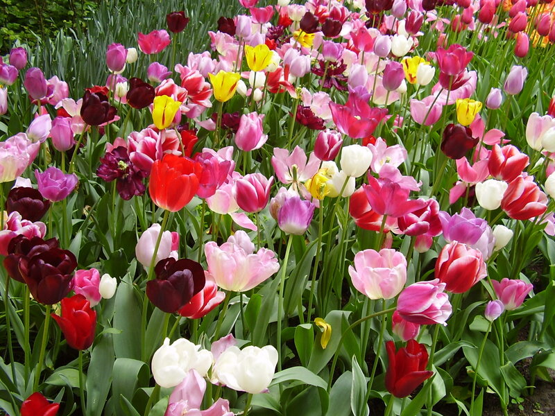Colorful Tulip Flowers — Pink, Vibrant, Spring