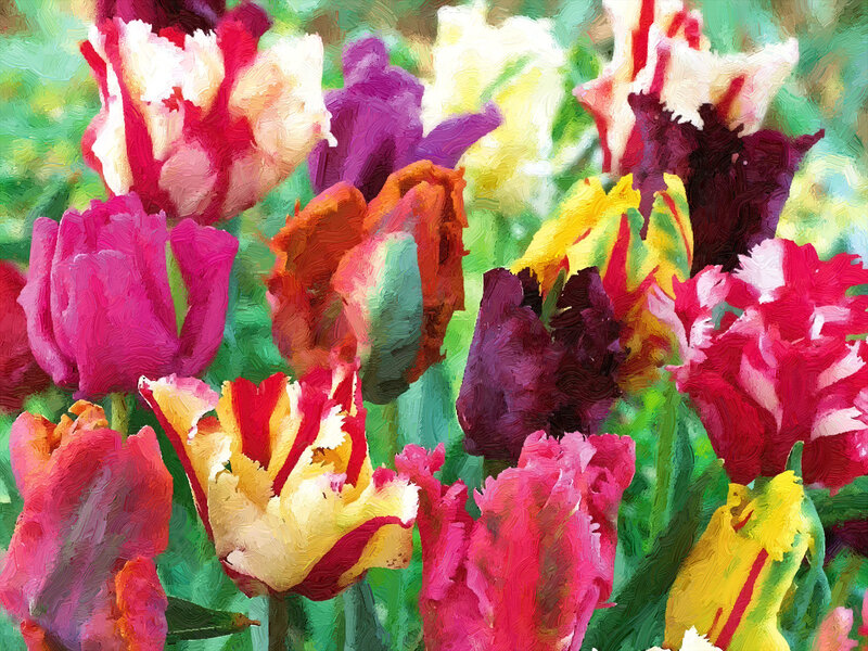 Colorful Tulip Flowers — Pink, Vibrant