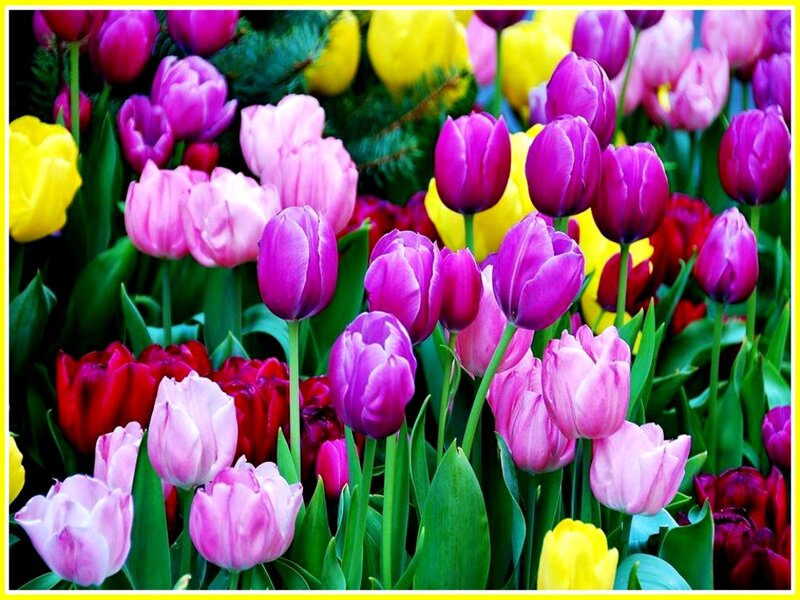 Colorful Tulip Flowers — Purple, Vibrant, Spring