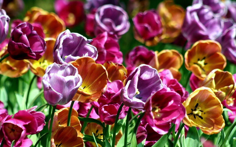 Colorful Tulip Flowers — Purple, Vibrant
