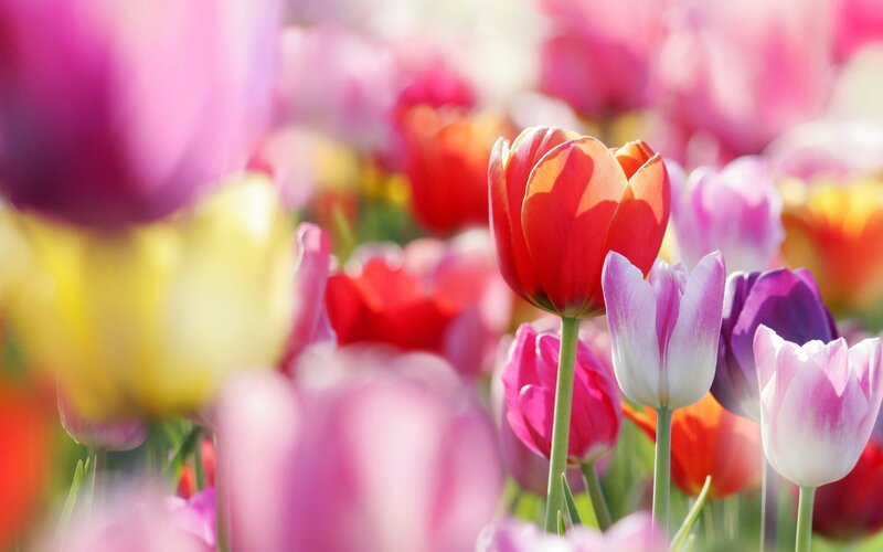 Colorful Tulip Flowers — Red, Bright, Spring