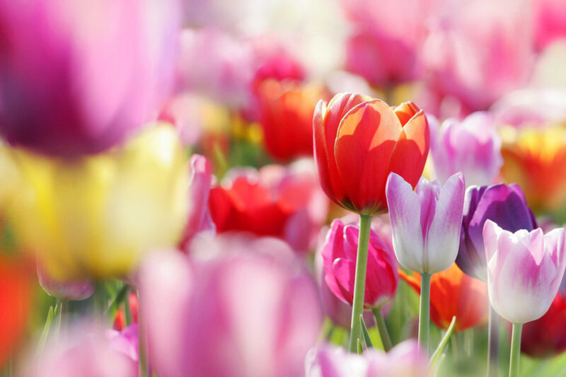 Colorful Tulip Flowers — Red, Bright