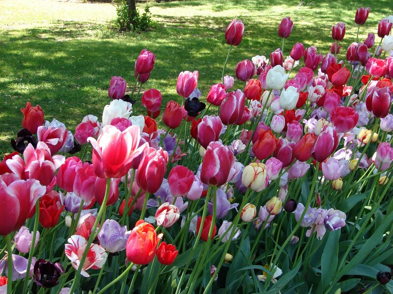 Colorful Tulip Flowers — Red, Serene, Afternoon