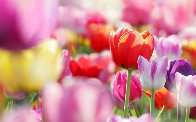 Colorful Tulip Flowers — Red, Serene, Spring, Photograph