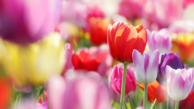 Colorful Tulip Flowers — Red, Serene