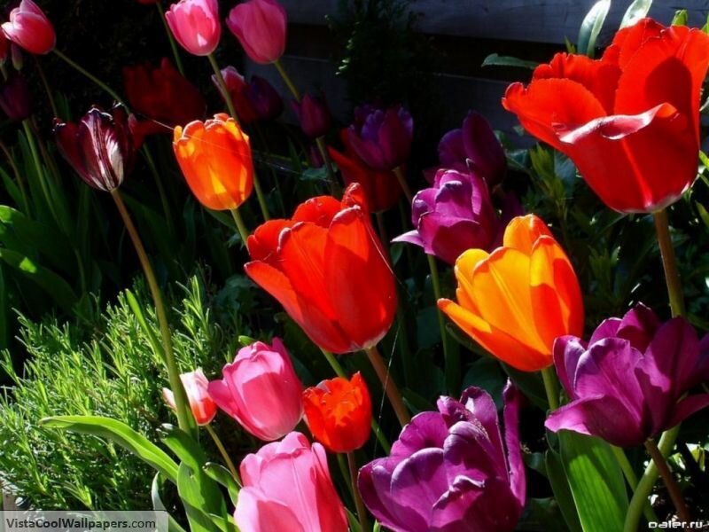 Colorful Tulip Flowers — Red
