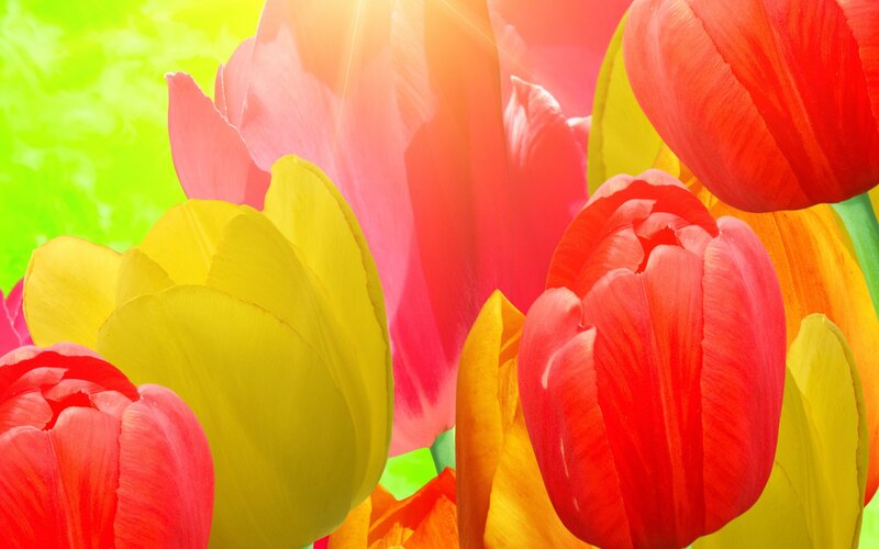 Colorful Tulip Flowers — Red, Vibrant, Afternoon