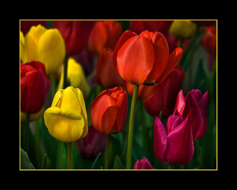 Colorful Tulip Flowers — Red, Vibrant, Spring, Photograph, Stems