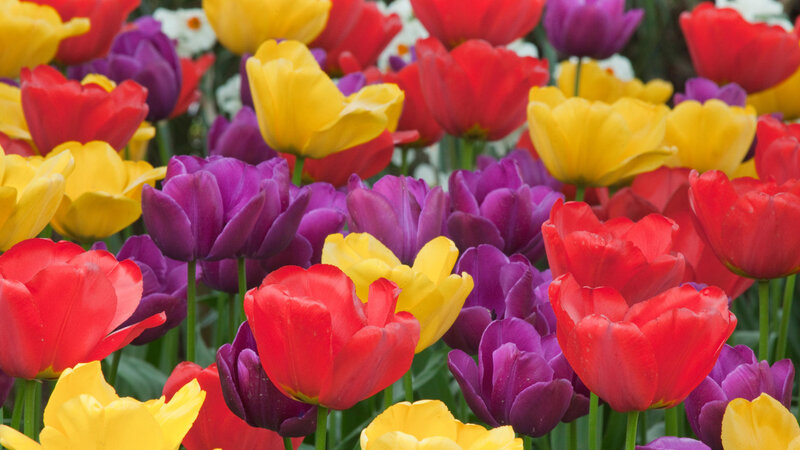Colorful Tulip Flowers — Red, Vibrant, Spring, Photograph
