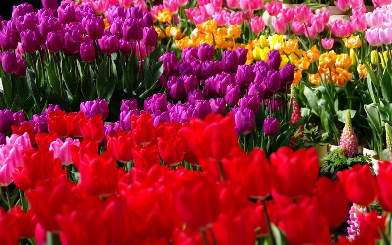 Colorful Tulip Flowers — Red, Vibrant, Spring, Photograph, Tulips