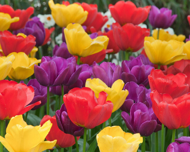 Colorful Tulip Flowers — Red, Vibrant, Spring