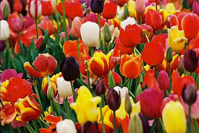 Colorful Tulip Flowers — Red, Vibrant