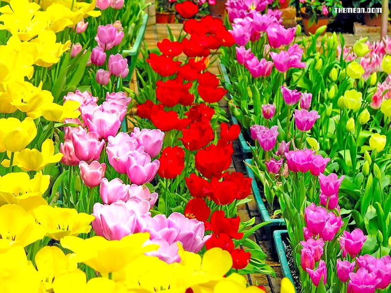 Colorful Tulip Flowers — Yellow, Vibrant, Spring, Photograph