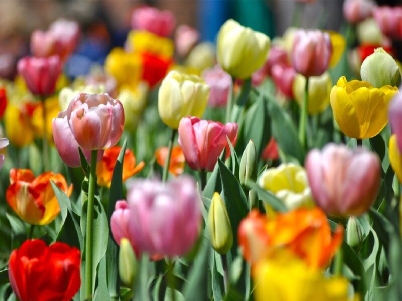 Colorful Tulip Flowers — Yellow, Vibrant, Spring
