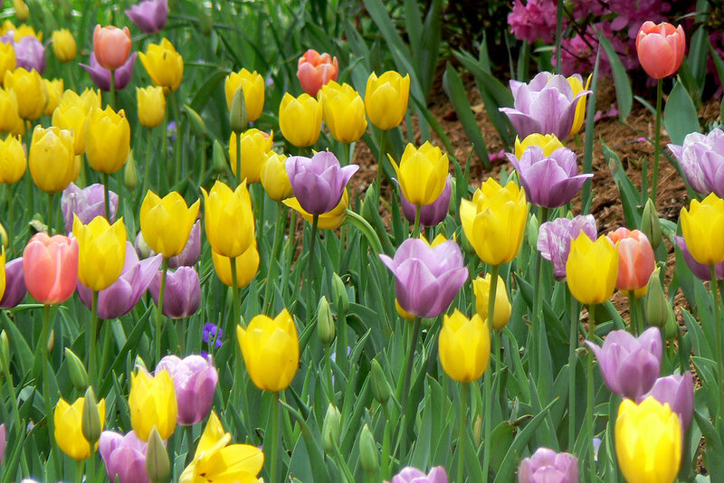 Colorful Tulip Flowers — Yellow, Vibrant
