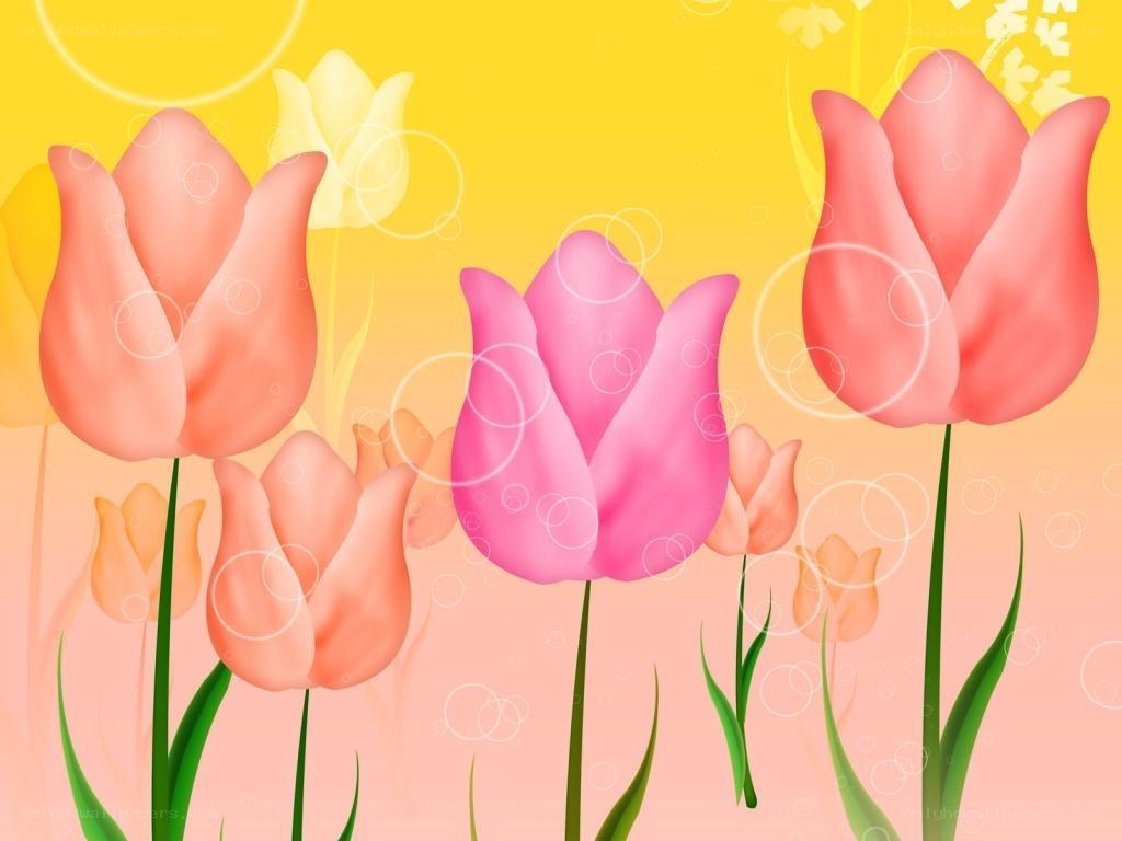 colorful tulip flowers