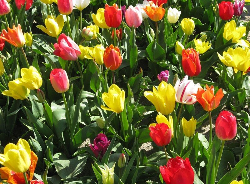 Colorful tulip garden