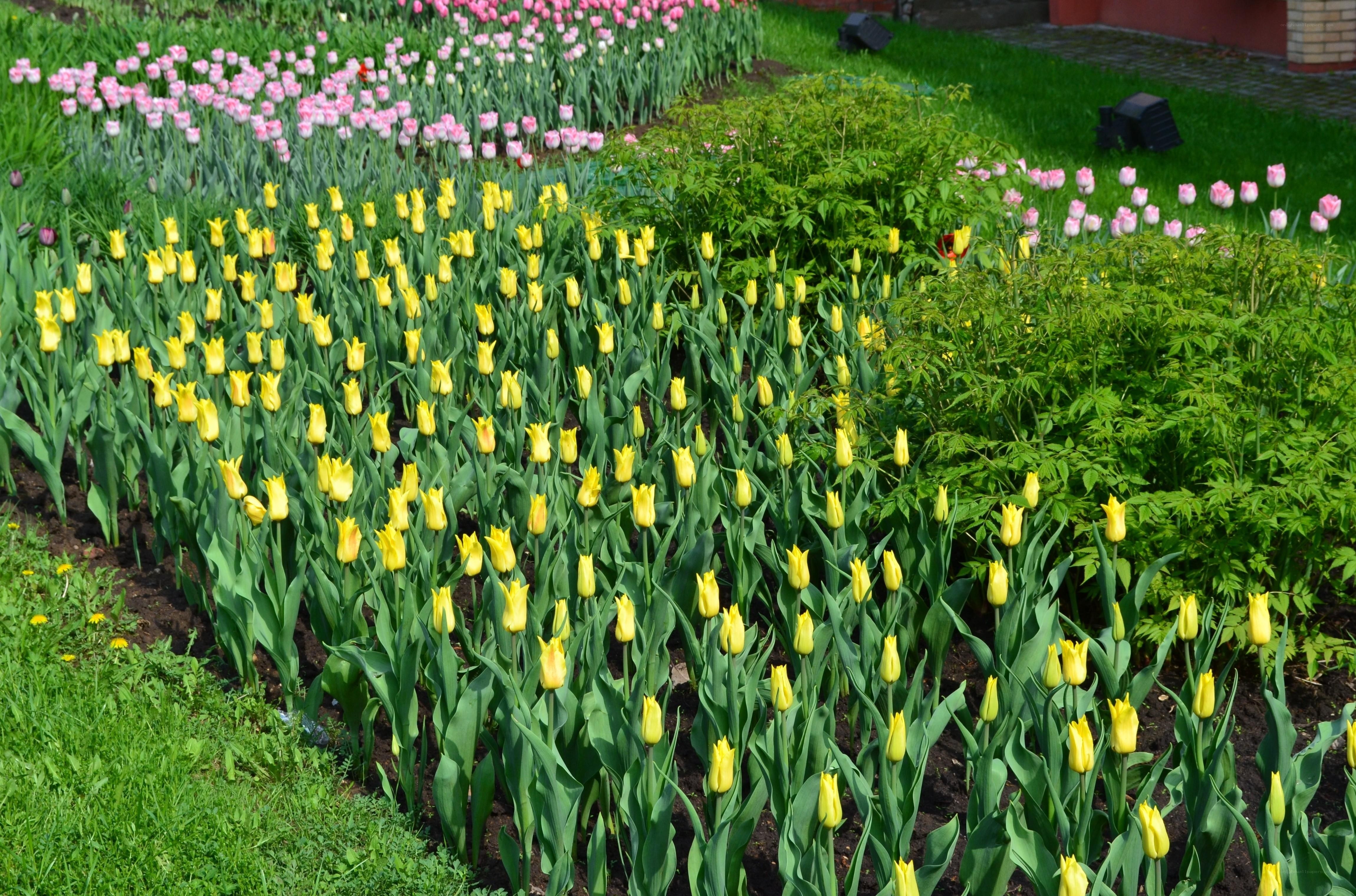 Colorful tulip garden