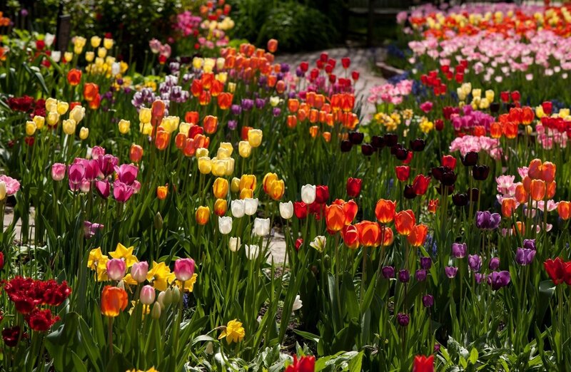 Colorful tulip garden