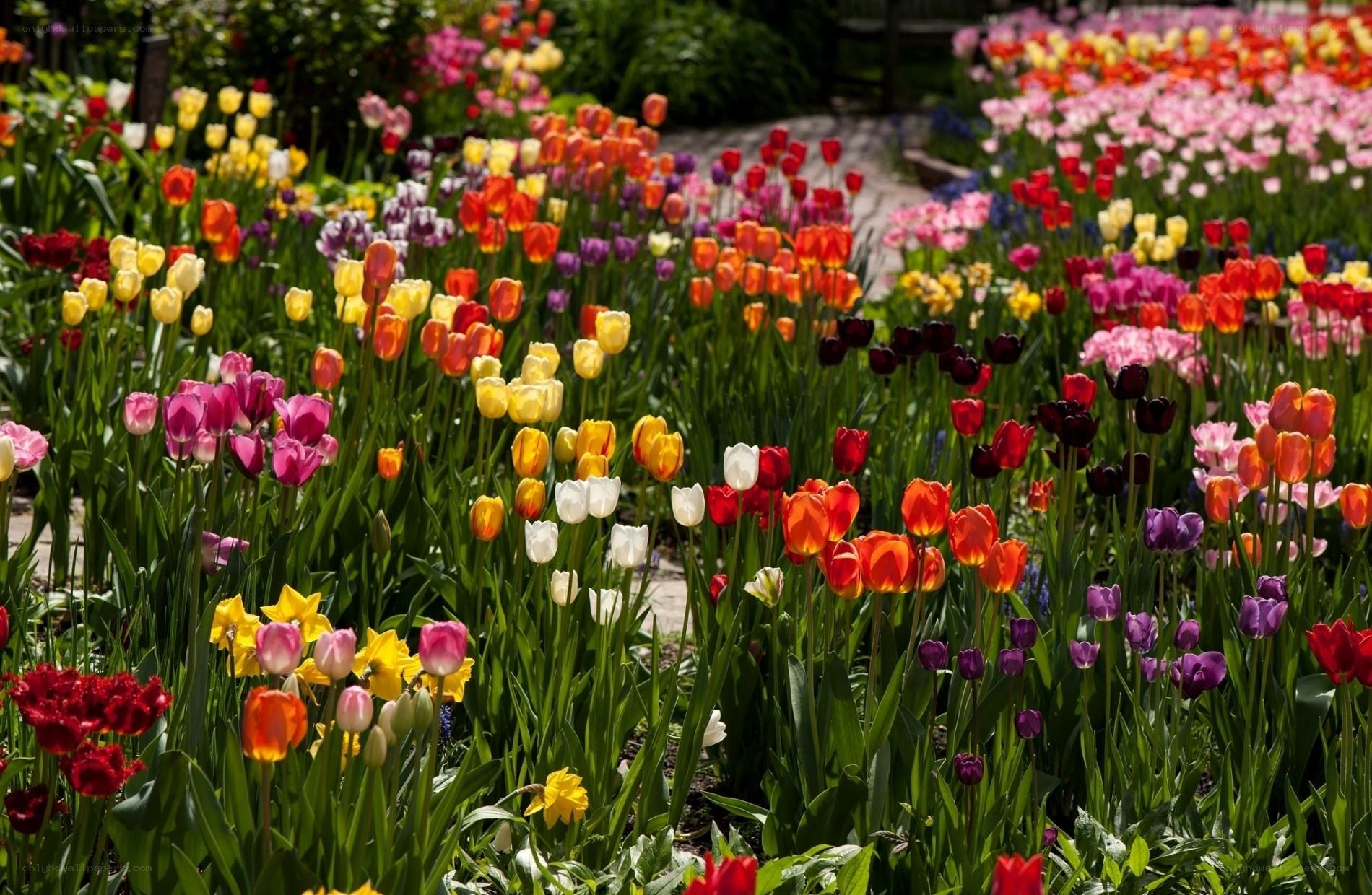 Colorful tulip garden