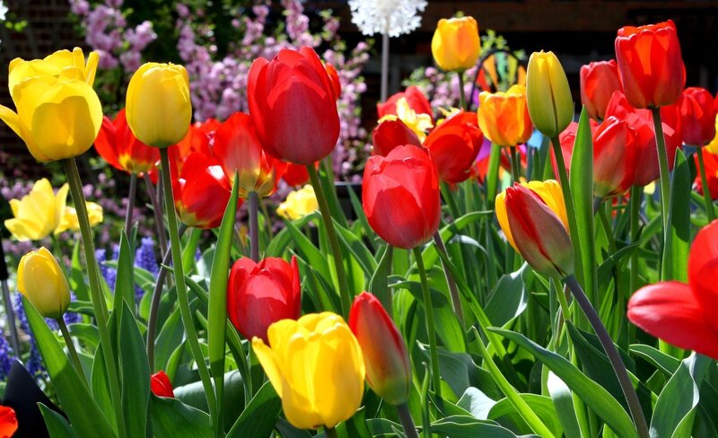 Colorful tulip garden