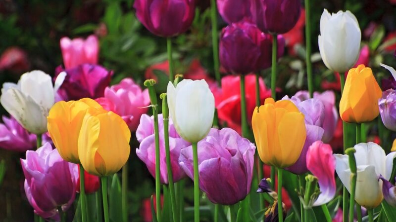 Colorful tulip garden
