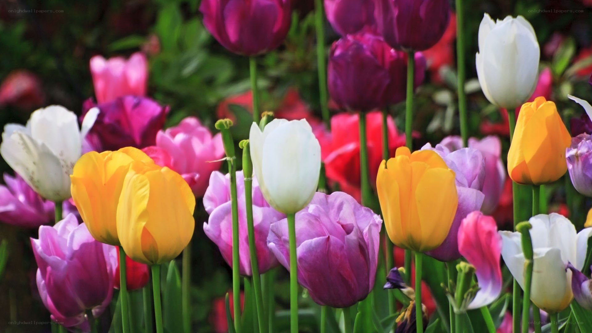 Colorful tulip garden