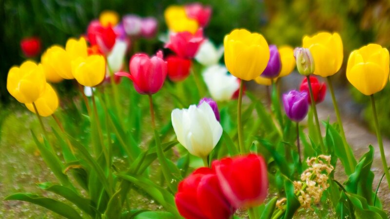 Colorful tulip garden