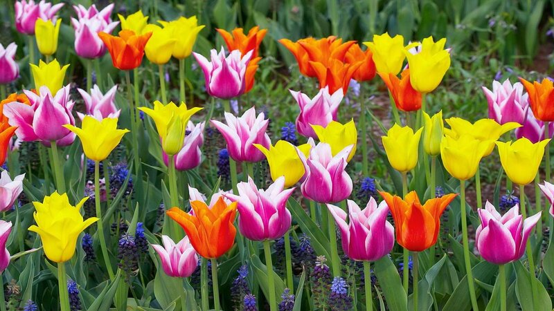 Colorful tulip garden