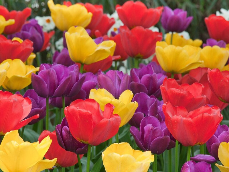 Colorful tulip garden
