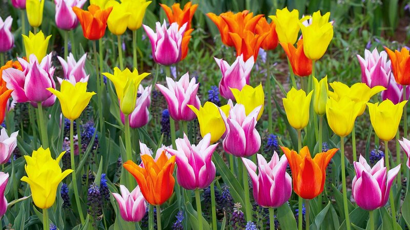 Colorful tulip garden