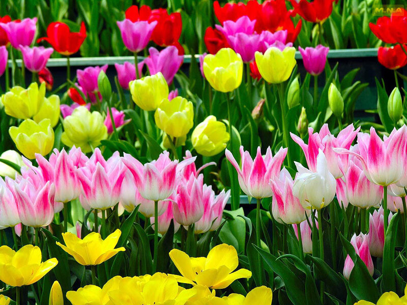 Colorful tulip garden