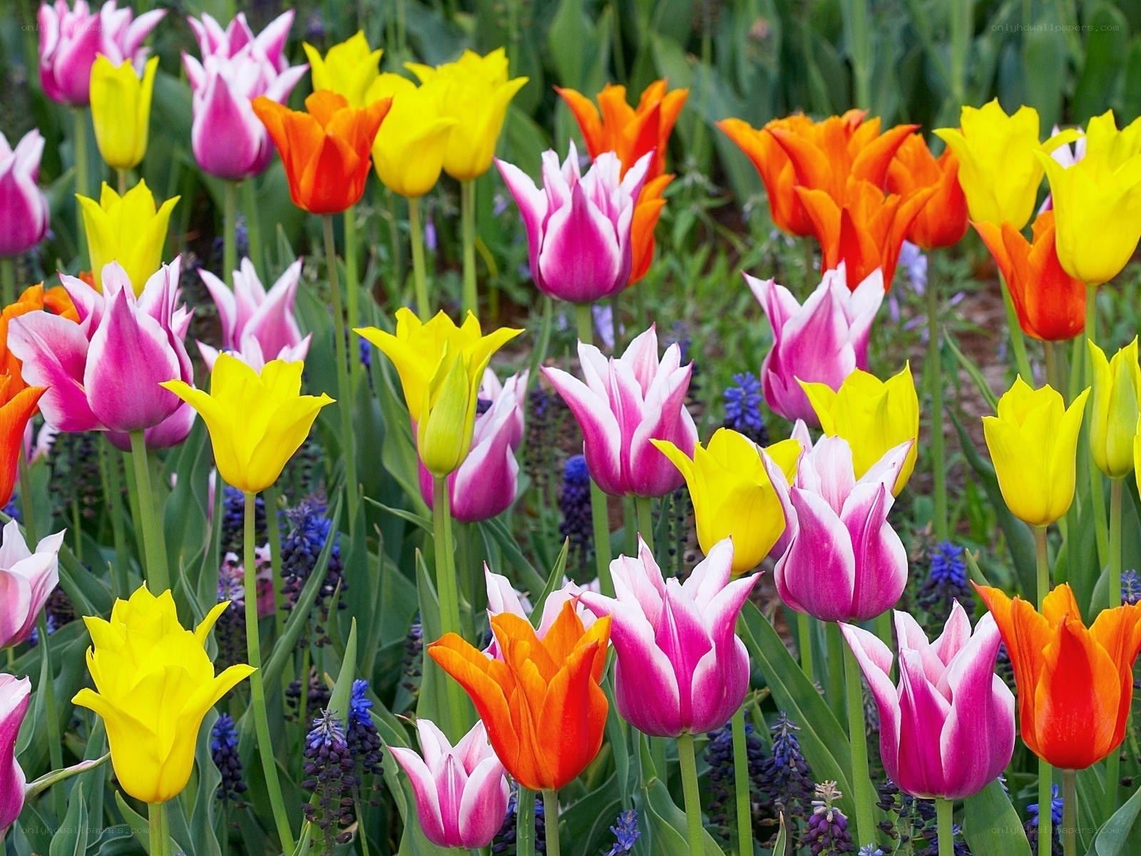 Colorful tulip garden