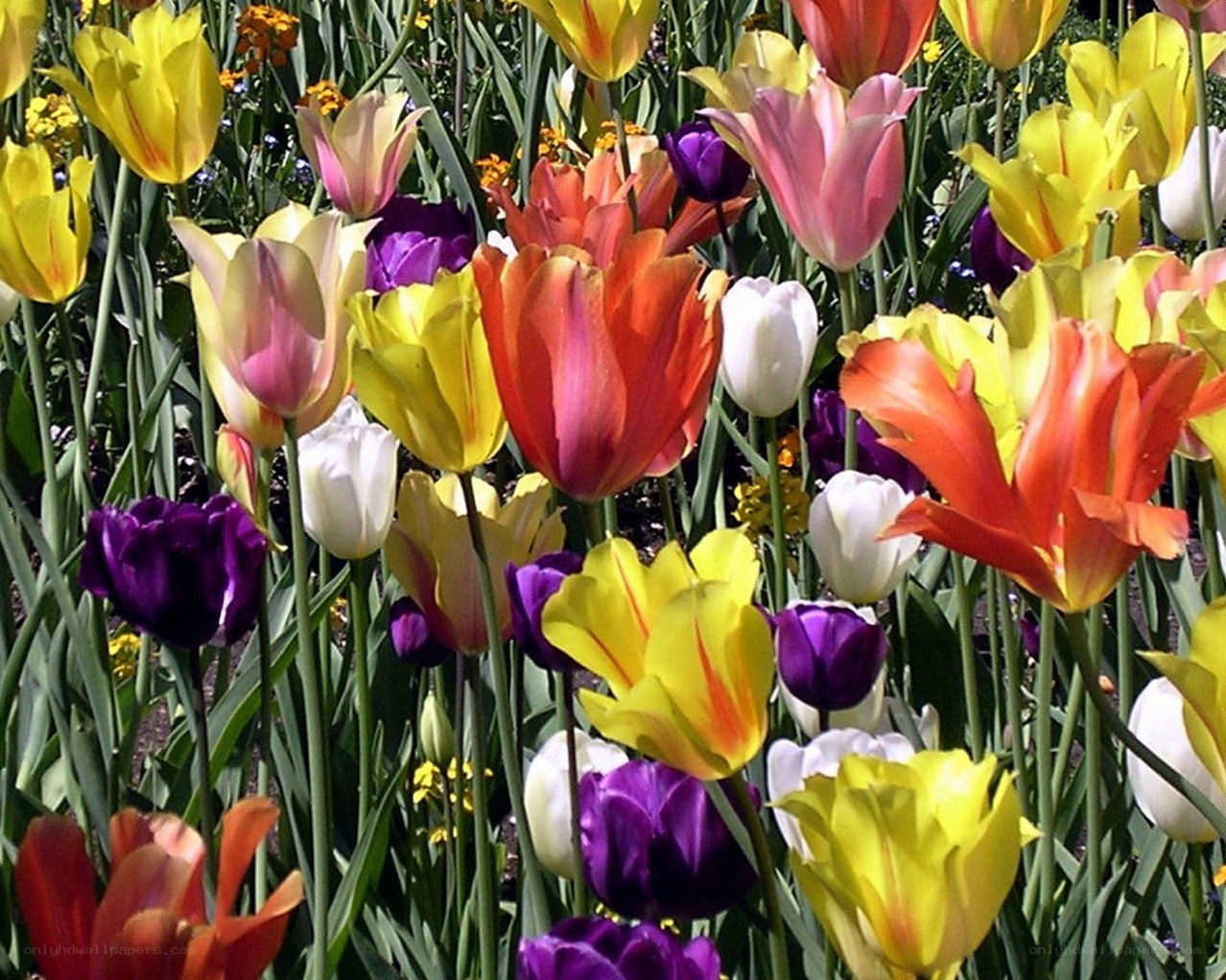 Colorful tulip garden