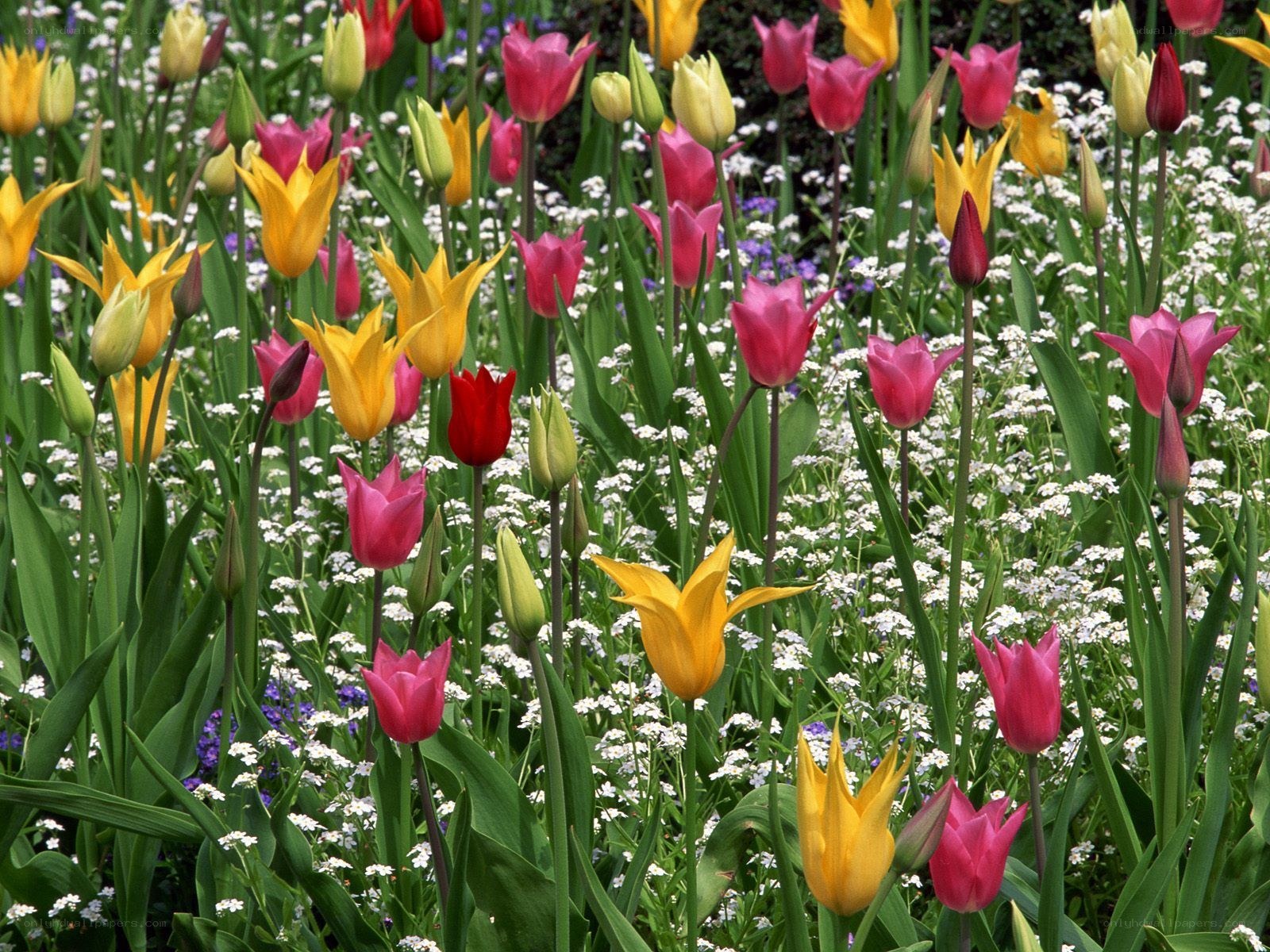 Colorful tulip garden
