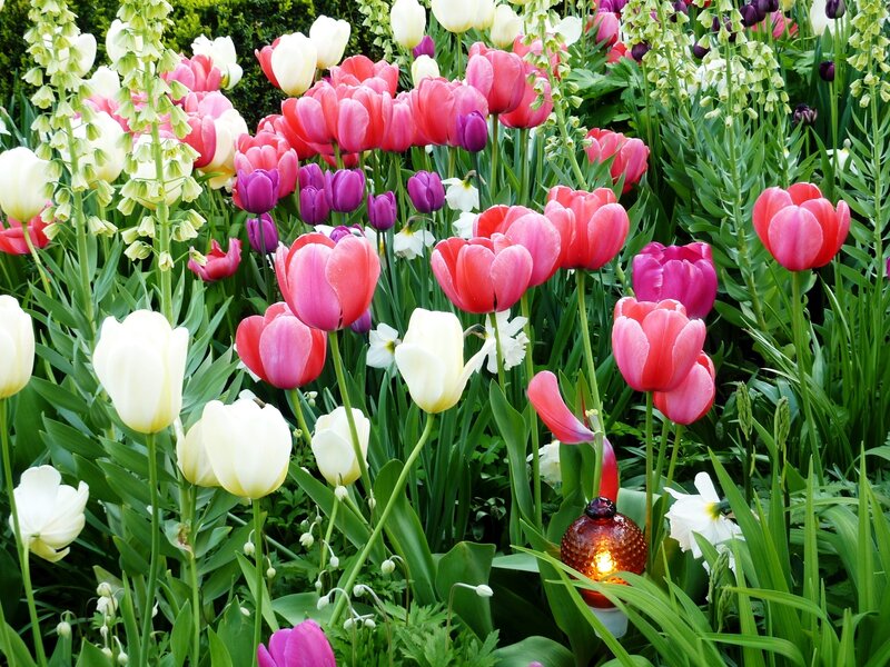 Colorful tulip garden