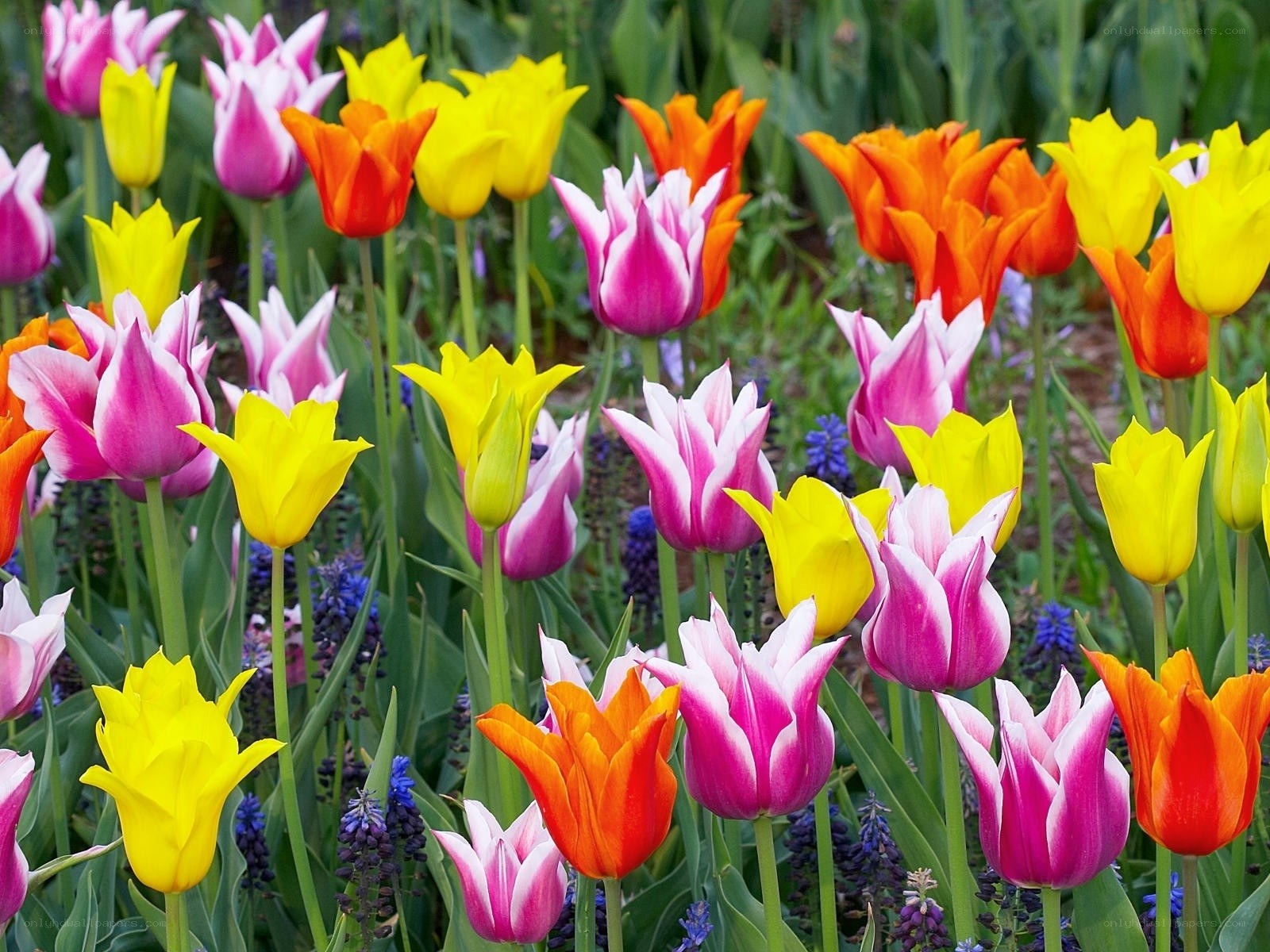 Colorful tulip garden
