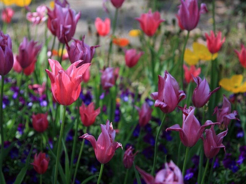 Colorful tulip garden
