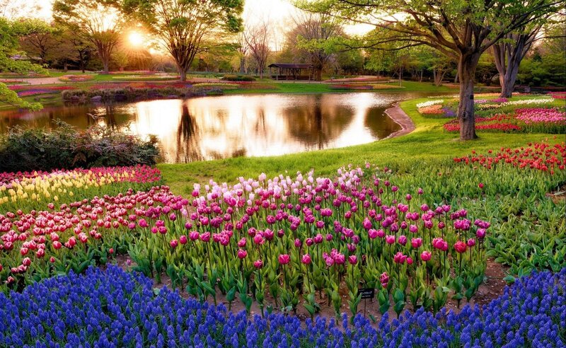 Colorful tulip garden at sunset
