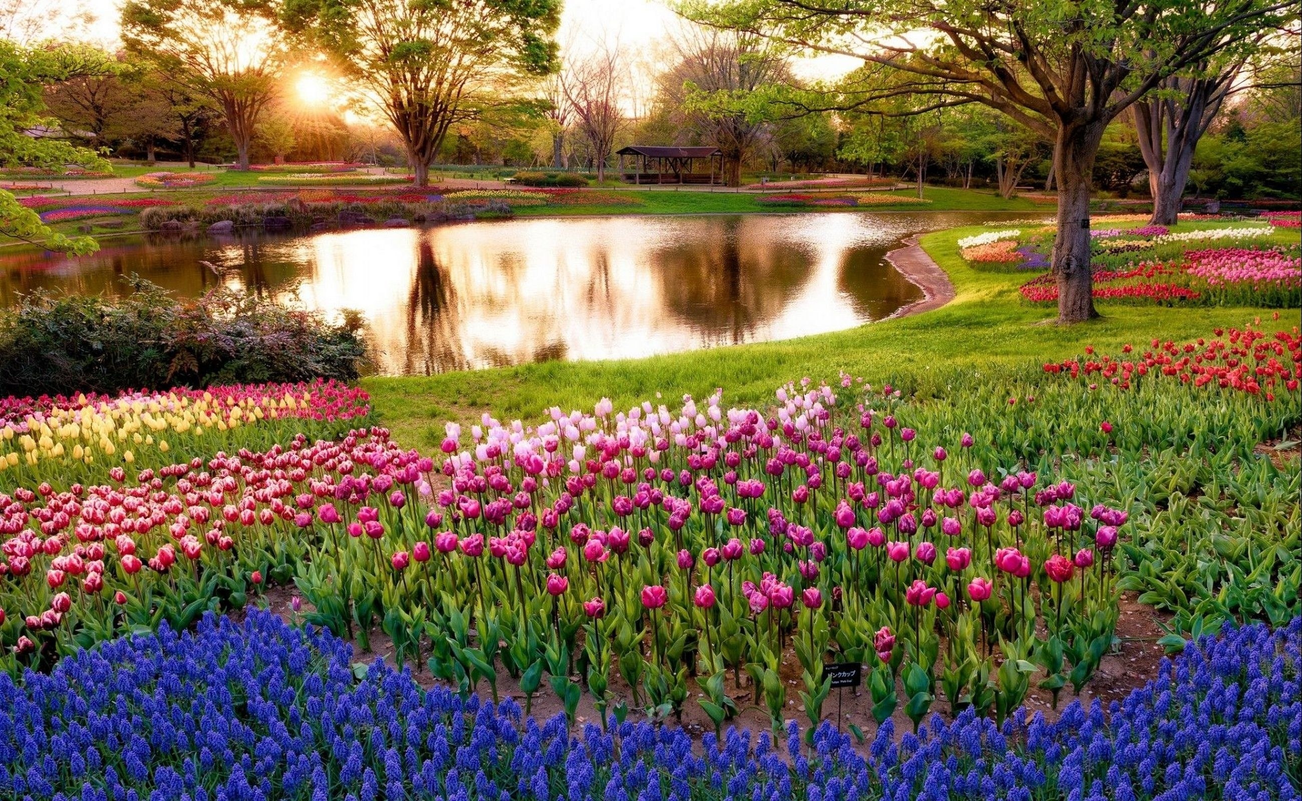 Colorful tulip garden at sunset