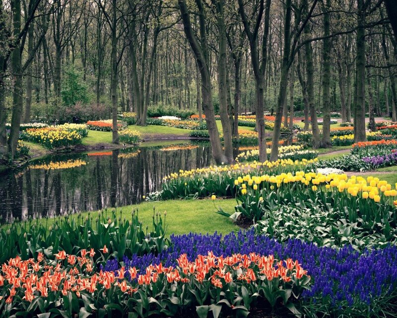 Colorful tulip garden by a pond
