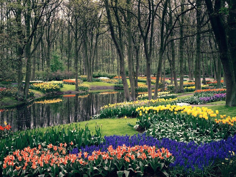 Colorful tulip garden by a pond